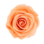 Eternity Peach Nectar Rose