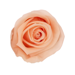 Rosas Eternas Peach