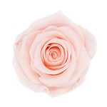 Rosas Eternas Pink Blush