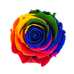 Eternity Rainbow Rose