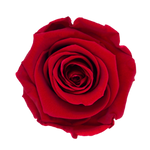 Rosas Eternas Red Infinite