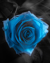Eternity Blue Rose