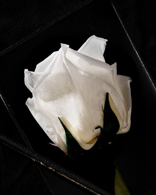 Eternity Pure White Rose