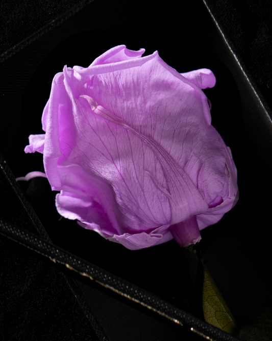 Eternity Baby Lili Rose