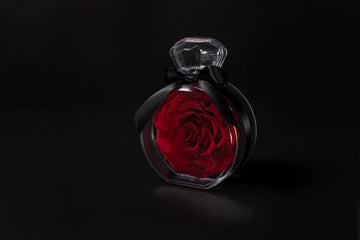 El eterno lenguaje de la rosa roja