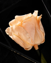 Eternity Peach Nectar Rose