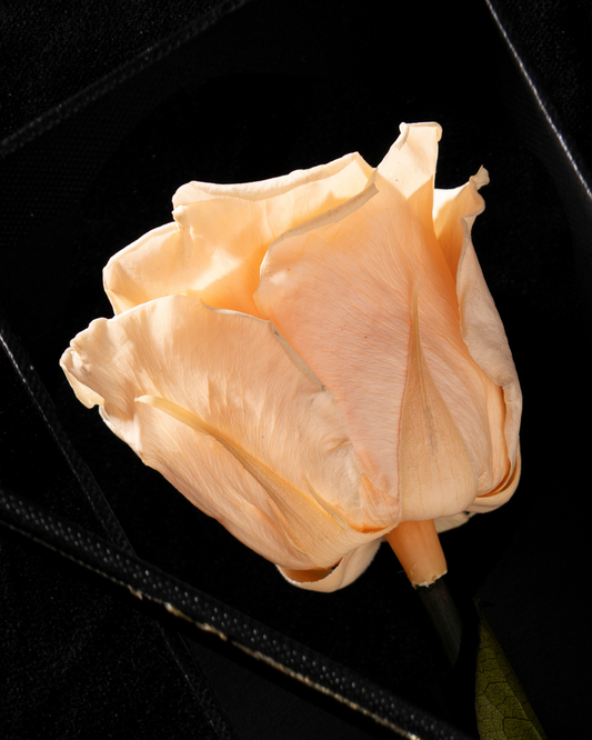 Eternity Peach Nectar Rose