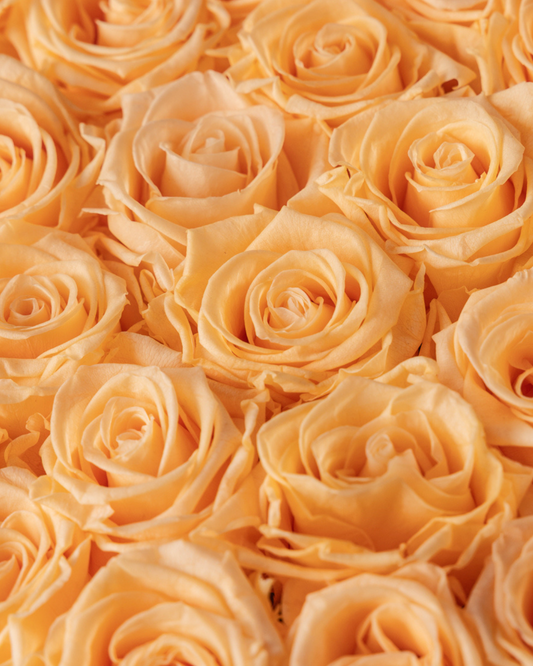 Rosas Eternas Peach