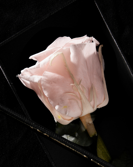 Eternity Pink Blush Rose