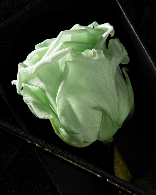 Eternity Minty Green Rose